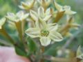 Cestrum parqui